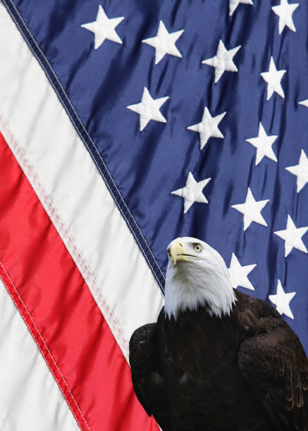 istock Eagle and American USA Flag - Vertical 157695855