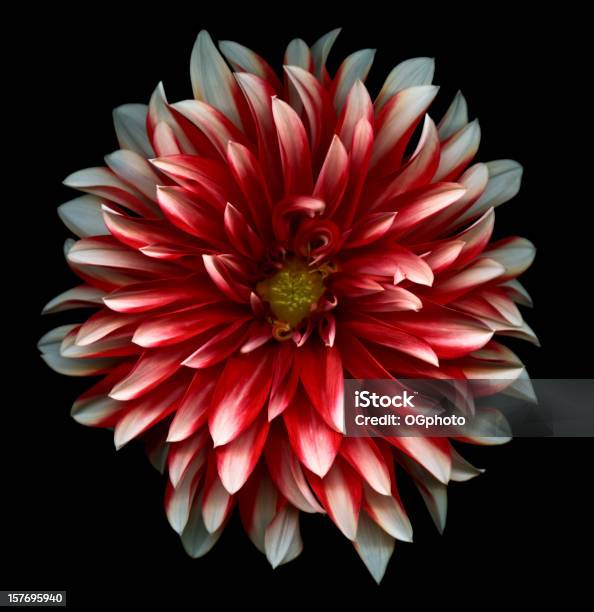 Photo libre de droit de Dahlia Rouge Et Blanc banque d'images et plus d'images libres de droit de Dahlia - Dahlia, Fleur - Flore, Fond noir