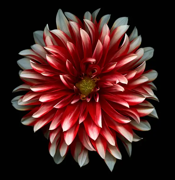 Detailed red and White dahlia isolated against a black background.