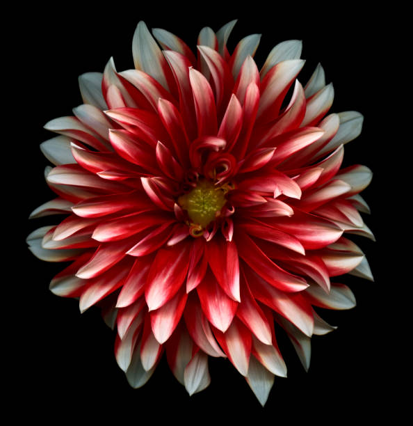 красный и белый dahlia - isolated on black стоковые фото и изображения