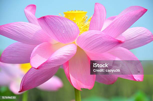 닽힌 분홍빛 바하이 아이리스입니다 꽃-식물에 대한 스톡 사진 및 기타 이미지 - 꽃-식물, 연꽃과, 꽃 한송이