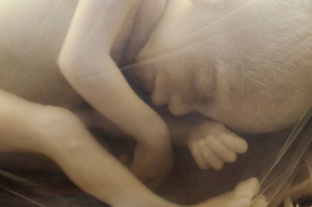 bébé à l'intérieur du womb l'homme - fetus photos et images de collection