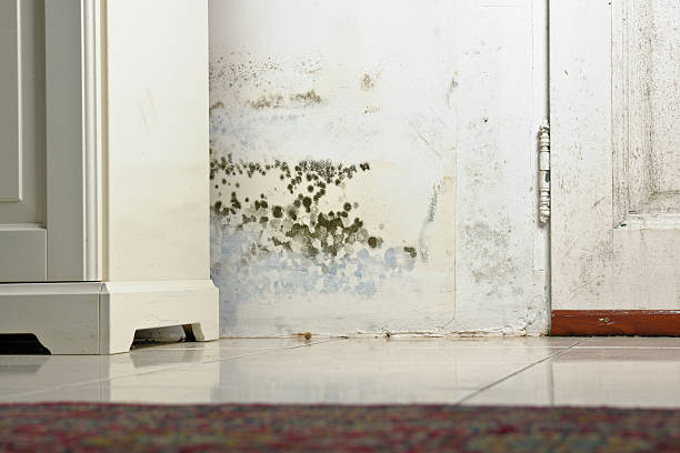 Mold Mould Stains on Damp Wall and Door behind Cabinet Mold or Mould Stains on Damp Wall and Door behind Cabinet due to condensation caused by lack of ventilation. wet stock pictures, royalty-free photos & images