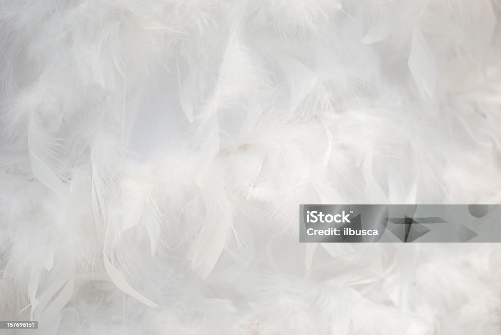 Piume sfondo bianco - Foto stock royalty-free di Piuma