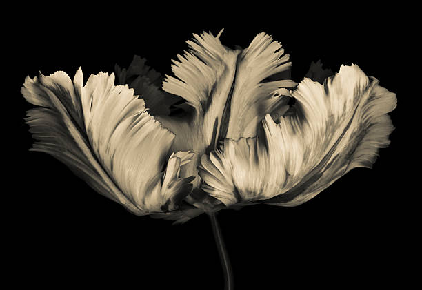 Monochrome Parrot Tulip  tulip petals stock pictures, royalty-free photos & images