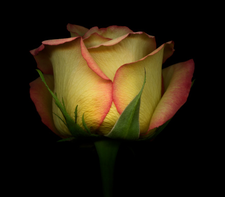 Detail of a yellow and red rose isolated on a black background.