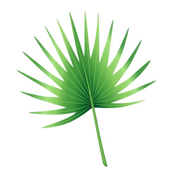 istock Tropical green palm leaf, jungle palmate leaf. Exotic botanical plant design element. Decorative hand drawn vector illustration isolated on a white background 1576964032
