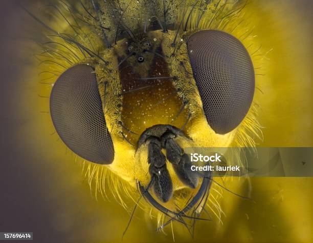 Foto de Amarelo Dung Fly e mais fotos de stock de Olho composto - Olho composto, Alta Magnificação, Ampliação