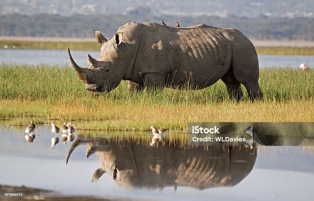 Rhino Reflection White rhino with reflection on the shore of Lake Nakuru, Kenya Rhinoceros Stock Photo