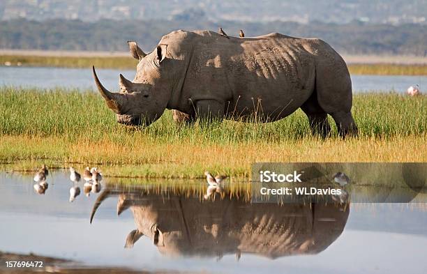 Rhino Reflection Stock Photo - Download Image Now - Rhinoceros, Northern White Rhinoceros, Waterhole