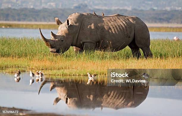 Rhino Reflexão - Fotografias de stock e mais imagens de Rinoceronte - Rinoceronte, Rinoceronte-branco-do-norte, Cisterna - Água Parada