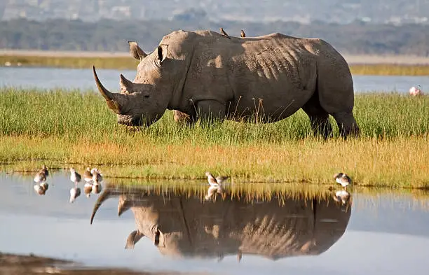 White rhino with reflection on the shore of Lake Nakuru, Kenya