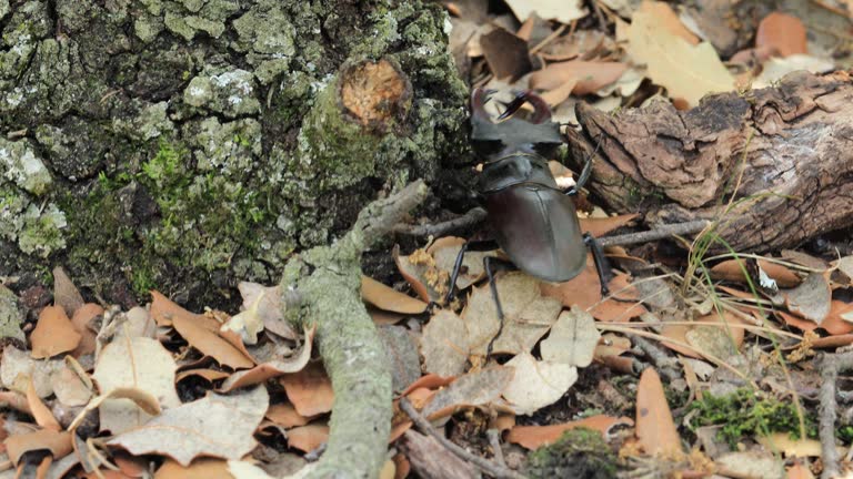 European stag beetle wlanking on the ground between dry leafs