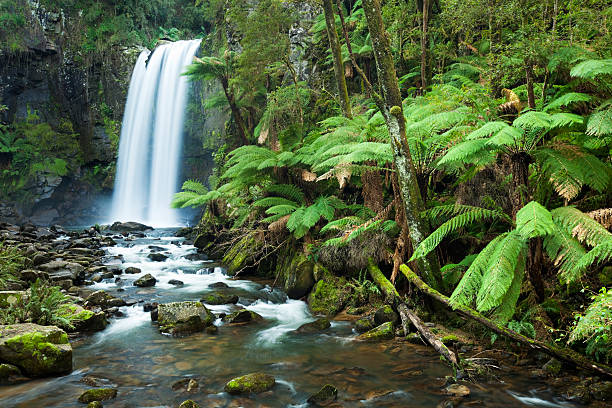 열대 우림과 폭포, 홉타운 폴즈, 그레이트 오트웨이 국립 공원, 빅토리아, 오스트레일리아 - rainforest australia river waterfall 뉴스 사진 이미지