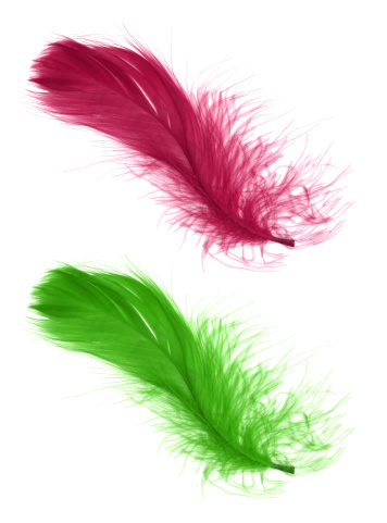 Pink and green feathers isolated on white background.