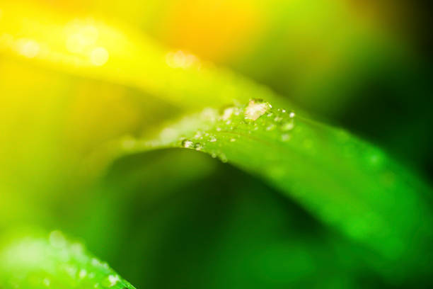 istock Morning dew on blades of grass during sunrise or sunset 157696868
