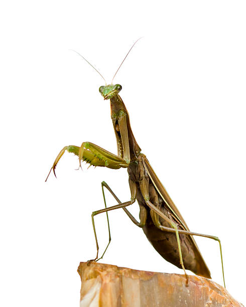 Macro Insect Brown European Praying Mantis (Mantis religiosa) on White