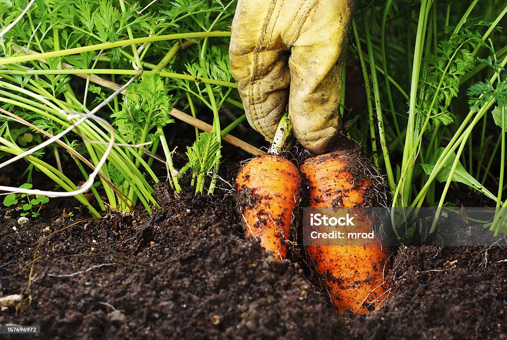 Carottes bio - Photo de Jardin potager libre de droits