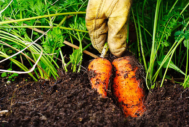 A gloved hand pulling some organic, home-grown carrots. 