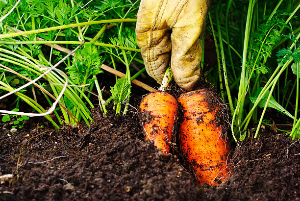 Two organic carrots being harvested from the soil A gloved hand pulling some organic, home-grown carrots.  carrot garden stock pictures, royalty-free photos & images