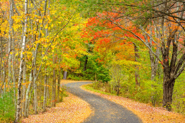 A path winds through a peaceful autumn forest, with a mix of brown and green trees and fallen leaves scattered on the ground. Abstract concept of journey or quiet solitude.