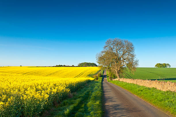 istock Rural road surrounded by Canola and biodiesel crops 157697004