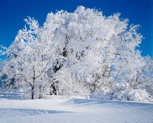 istock Winter In California   (Pg) 157697082