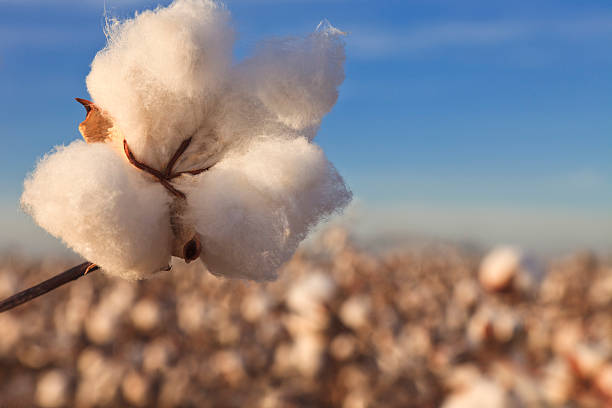 istock Cotton in field ready for harvest 157697196