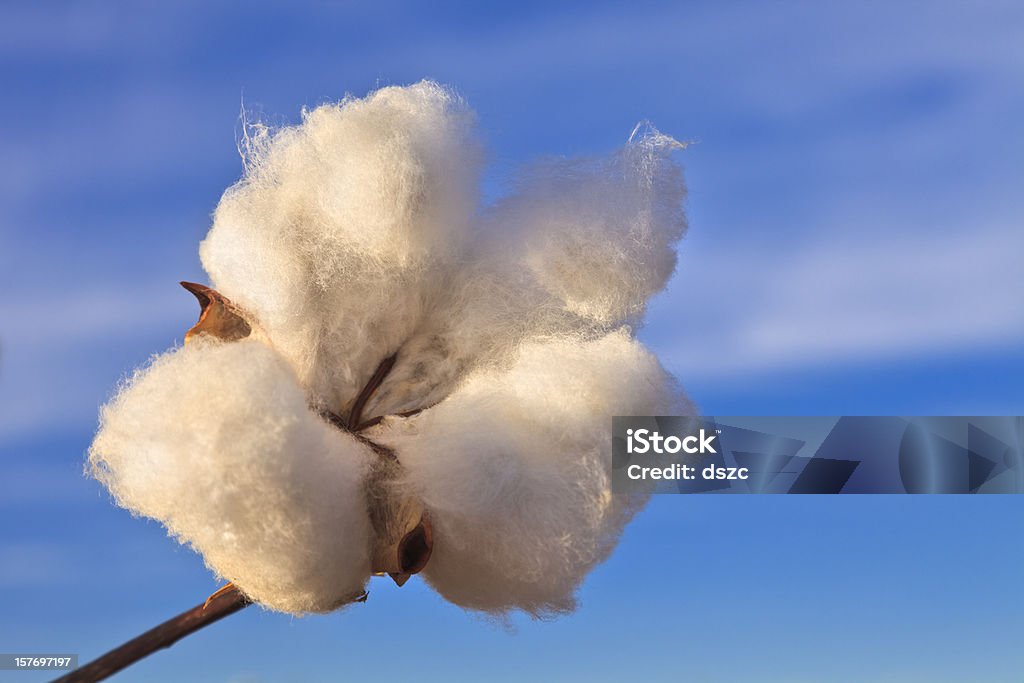 Algodão Casulo com céu em segundo plano - Royalty-free Agricultura Foto de stock