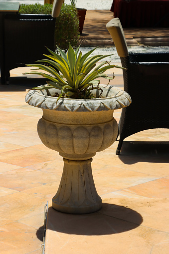 Stock photo showing close-up view of a variegated yucca plant in a stone urn pot on sunny patio.