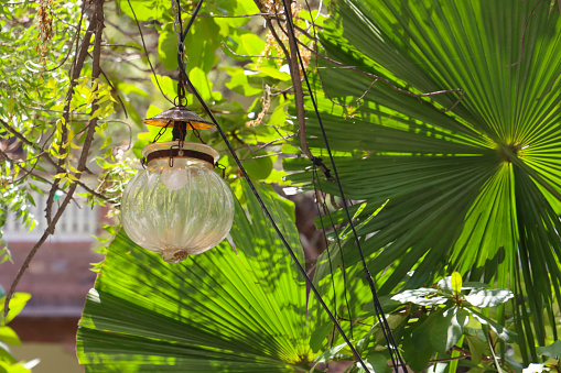 Stock photo showing close-up view of the branches of a tree from which an outdoor glass, pendant lampshade is hanging by a chain.