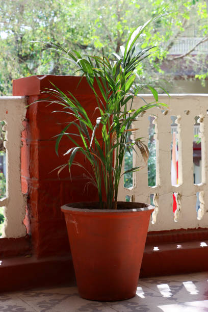 close-up image of terracotta pot on sunny patio containing palm plant, paving stone patio and white fence, focus on foreground - ceramics column garden pot ceramic imagens e fotografias de stock