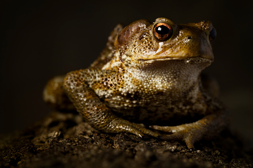 A common toad Bufo bufo in a dark background.