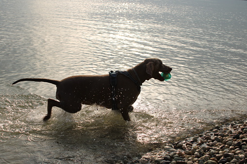 Weimaraner dog playing in the water of lake of Garda Sunset Italy