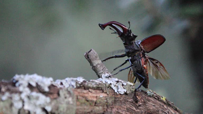 European stag beetle taking off