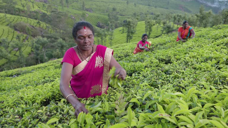 Tamil pickers collecting tea leaves on plantation, Southern India