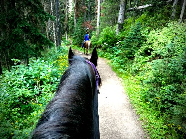istock Banff Lake Louise Horseback 1577015039