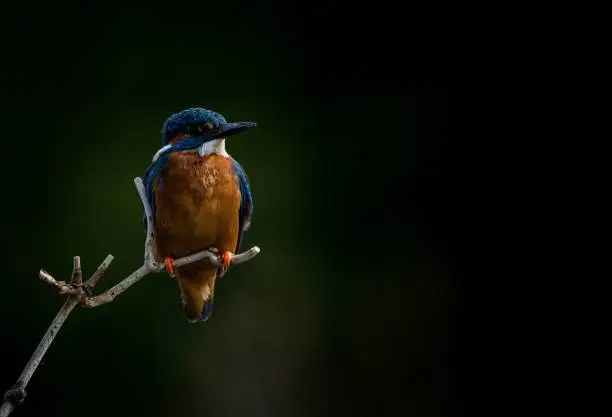 A brightly colored kingfisher perched on a barren tree branch in its natural habitat