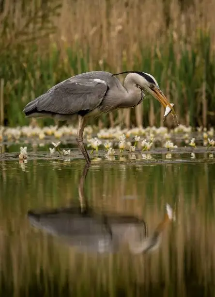 A gray bird stands in shallow water, a piece of food in its beak