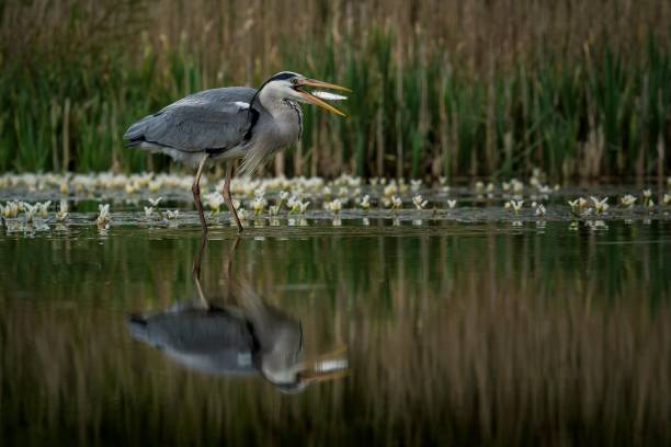 istock a heron standing in the water with an open beak in its mouth 1577018888