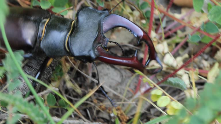 European stag beetle walking on the ground