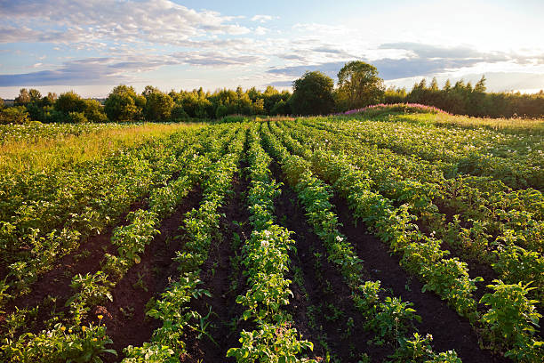 istock Potatoes plantation with a sunset light 157702096