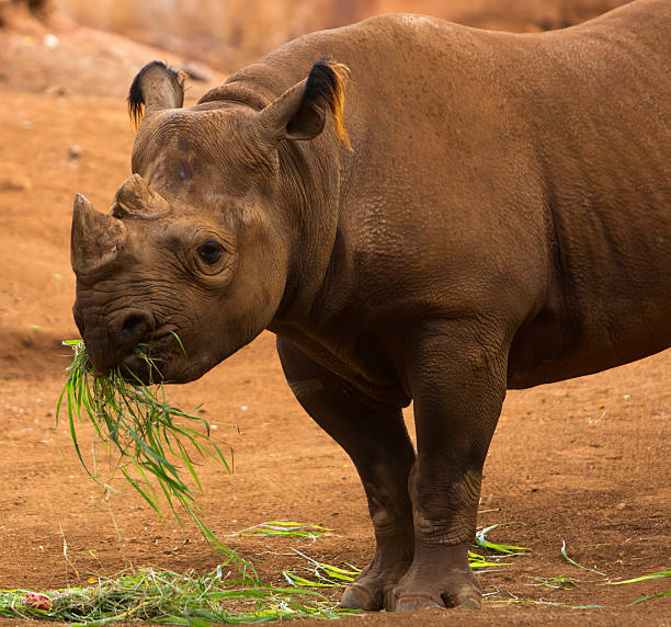 istock Black Rhinoceros Eating 157702470