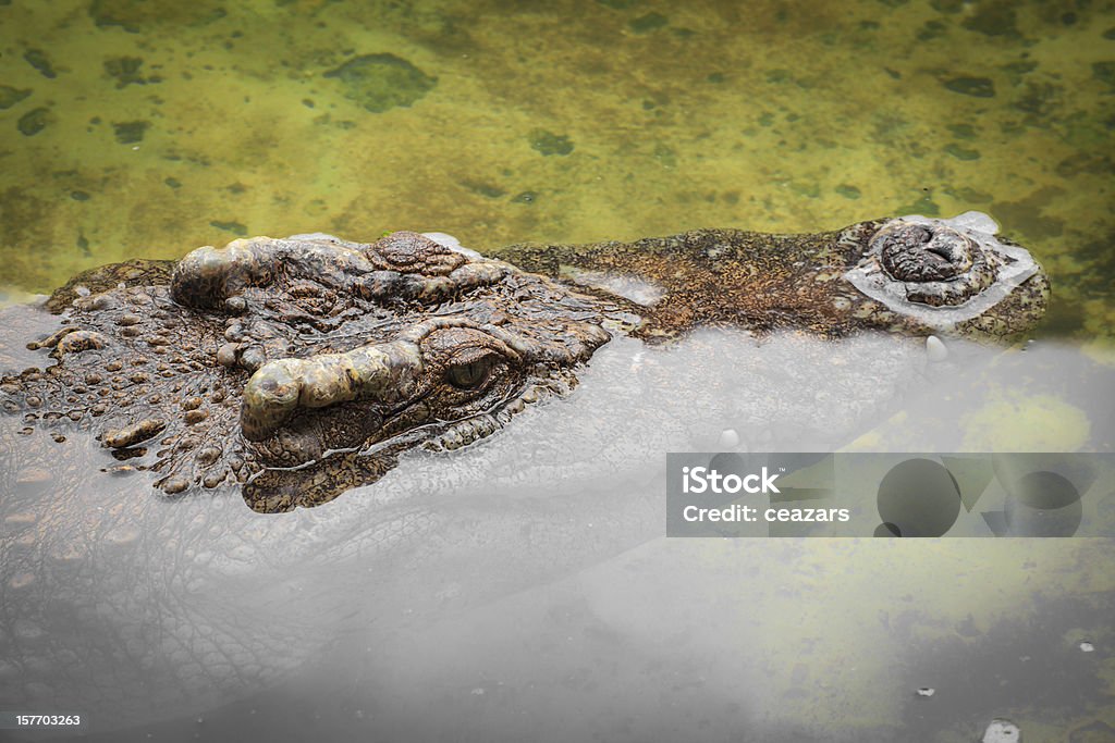 Крокодил глаз крупным планом - Стоковые фото Большой роялти-фри