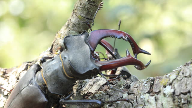 European female stag beetles on branch