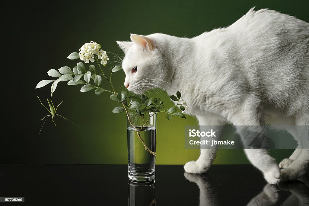 cat and flowers cat and flowers and bug Animal Stock Photo