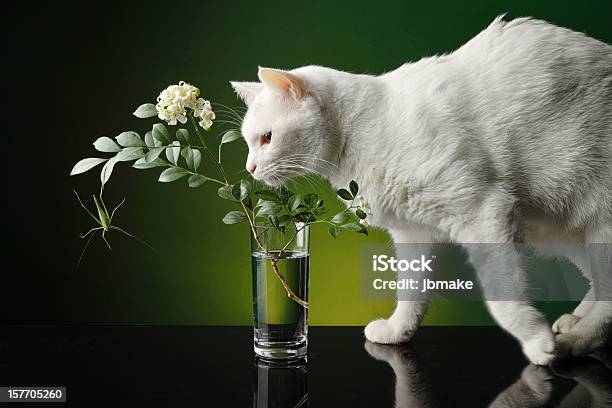 Cat And Flowers Stock Photo - Download Image Now - Animal, Close-up, Curiosity