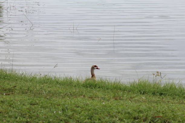 duck swimming in the pond