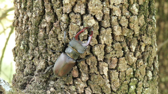 European female stag beetle on branch