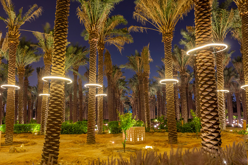 Tall palms trees highlighted at night, Diriyah, Riyadh, Saudi Arabia